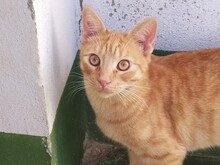 DYLAN, Katze, Europäisch Kurzhaar in Spanien