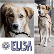 ELISA, Hund, Mischlingshund in Huisheim