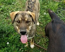BALOU, Hund, Mischlingshund in Günzach