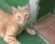 ARCO, Katze, Europäisch Kurzhaar in Spanien