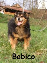 BOBI, Hund, Mischlingshund in Bosnien und Herzegowina