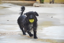 TITO II, Hund, Mischlingshund in Hilchenbach