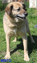 BERTO, Hund, Mischlingshund in Bosnien und Herzegowina