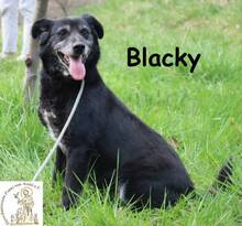 BLACKY, Hund, Mischlingshund in Bosnien und Herzegowina