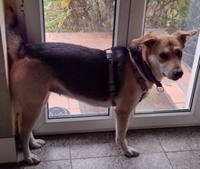 BAILEY, Hund, Mischlingshund in Berlin