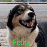 FETITA, Hund, Mischlingshund in Rumänien