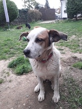 ILAYDA, Hund, Mischlingshund in Bergisch Gladbach