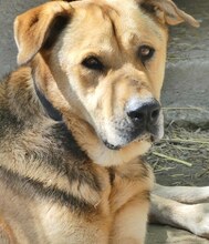 TONI, Hund, Mischlingshund in Griechenland