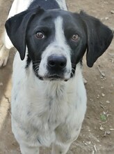 JOHNNY, Hund, Mischlingshund in Griechenland