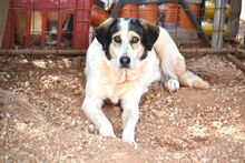 LUCINDA, Hund, Mischlingshund in Griechenland