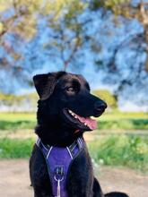 LUR, Hund, Mischlingshund in Spanien