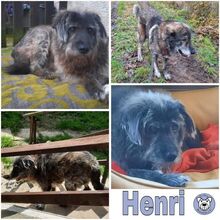 HENRI, Hund, Mischlingshund in Reichelsheim