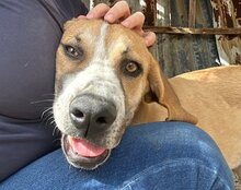 HONEY, Hund, Mischlingshund in Kroatien