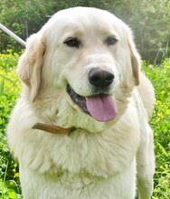 ODIE, Hund, Mischlingshund in Griechenland