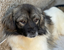 SHADI, Hund, Mischlingshund in Kroatien