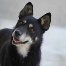 NOIAN, Hund, Mischlingshund in Spanien