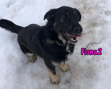 FIONA2, Hund, Mischlingshund in Russische Föderation