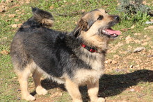 LEO, Hund, Mischlingshund in Bechtolsheim
