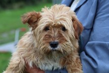 ROCCO, Hund, Yorkshire Terrier-Norfolk Terrier-Mix in Lohra-Reimershausen