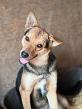 LOINS, Hund, Mischlingshund in Rumänien
