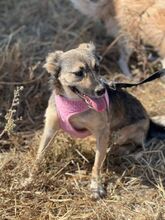 FELICITA, Hund, Mischlingshund in Rumänien
