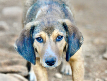 GERRY, Hund, Mischlingshund in Griechenland