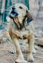HECTOR, Hund, Mischlingshund in Griechenland