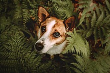 LILLIFEE, Hund, Mischlingshund in Löhne