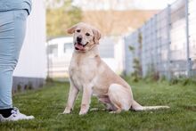 BARON, Hund, Labrador Retriever in Bad Wünnenberg