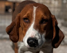LOLA, Hund, Mischlingshund in Kroatien