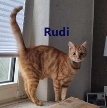 RUDI, Katze, Europäisch Kurzhaar in Elmshorn