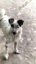 SNOOPY, Hund, Mischlingshund in Rumänien