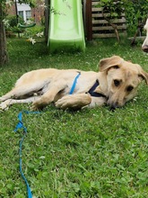 FIETE, Hund, Mischlingshund in Rumänien