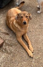 ENJA, Hund, Mischlingshund in Rumänien