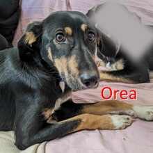 OREA, Hund, Mischlingshund in Bulgarien