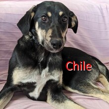 CHILE, Hund, Mischlingshund in Bulgarien