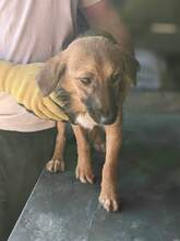 CRISTO, Hund, Mischlingshund in Rumänien