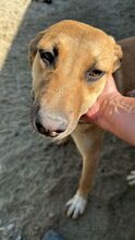 CALIA, Hund, Mischlingshund in Rumänien
