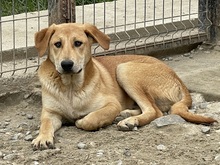 CHICO, Hund, Mischlingshund in Rumänien