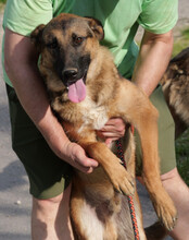 FRITZ, Hund, Mischlingshund in Kroatien
