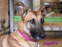 SAPPHIRE, Hund, Galgo Español-Mix in Spanien
