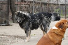 JIBU, Hund, Mischlingshund in Rumänien