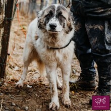 FRECKLES, Hund, Herdenschutzhund in Rumänien