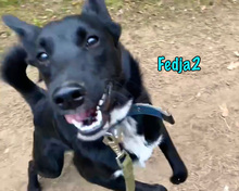 FEDJA2, Hund, Mischlingshund in Russische Föderation