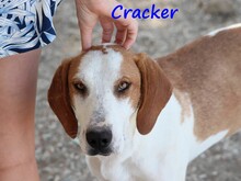 CRACKER, Hund, Mischlingshund in Radevormwald