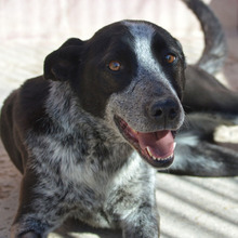AROA, Hund, Mischlingshund in Spanien