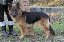 JERRYLEE, Hund, Deutscher Schäferhund in Ungarn