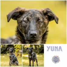YUNA, Hund, Mischlingshund in Frankfurt