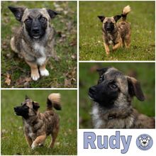 RUDY, Hund, Mischlingshund in Versmold