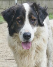 OREO, Hund, Mischlingshund in Griechenland